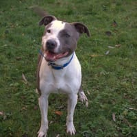 Baxter, chien à adopter