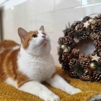 HELION C, chat à adopter