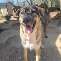 Cassy, chienne à adopter