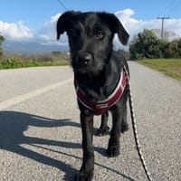 Jiji, chien à adopter