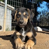 Benito, chien à adopter