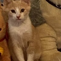 Spéculos, chatte à adopter