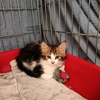 Ramsés, chat à adopter