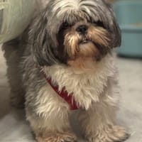 Saika, chienne à adopter