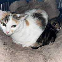 ange, chatte à adopter