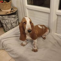 Aurore, chienne à adopter