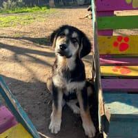 Alex, chien à adopter