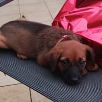 🐾 À L’ADOPTION – JOY, douceur fauve au regard tendre 🐾, chienne à adopter