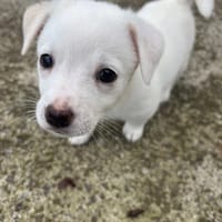 Topolina, chienne à adopter