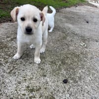 Top Bro, chien à adopter