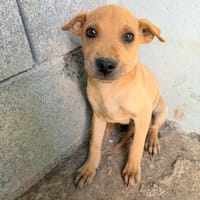 🐾 À L’ADOPTION – LOOPING, petit fauve vif et attendrissant 🐾, chien à adopter