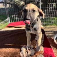 Kristy, chienne à adopter