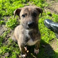 Alec, chien à adopter