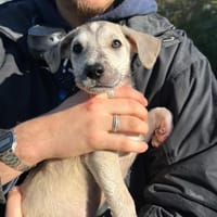 Lucie, chienne à adopter