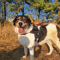 Piper, chienne à adopter