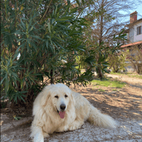 Mr White, chien à adopter