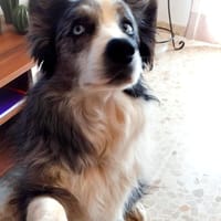 OTTO, chien à adopter