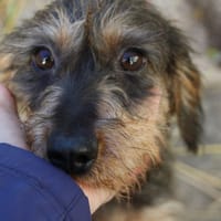 KUKA, chienne à adopter