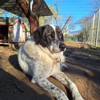 Tim, chien à adopter