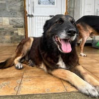 Funny, chienne à adopter