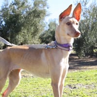 ZOE, chienne à adopter
