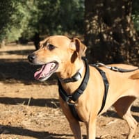 LUNA, chienne à adopter