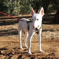 MILA, chienne à adopter