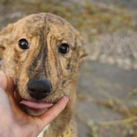 RAYITA, chienne à adopter