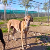 ELIAN, chien à adopter