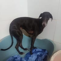 NOEN, chienne à adopter