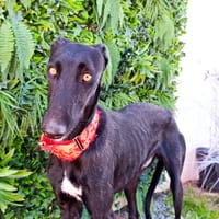 TANGO, chien à adopter