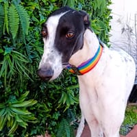 TORINO, chien à adopter