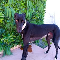 YUKON, chien à adopter