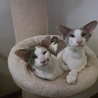 Bamboe, poezen ter adoptie