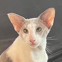 Eevee, katers ter adoptie