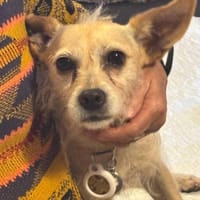 LAIKA, chienne à adopter