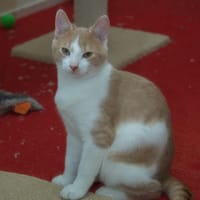 Vos, katers ter adoptie