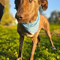 Anubis, chien à adopter