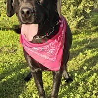 Chloe, chienne à adopter