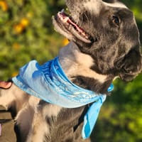 RONY, chien à adopter