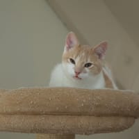 Haas, poezen ter adoptie