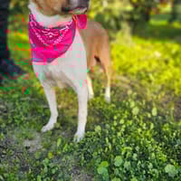 BELLA, chienne à adopter