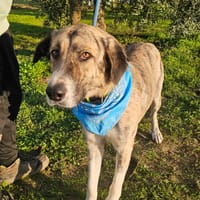Izan, chien à adopter