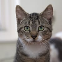 Tola, katers ter adoptie