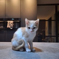 Dommel, poezen ter adoptie