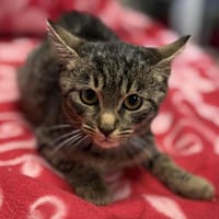 Burcia, kotka do adopcji