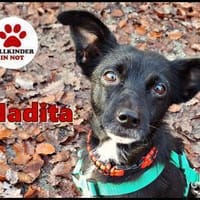 zarte Madita sucht ihre Familie, Hündin zur Adoption