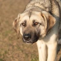 Eloy sucht seine Herzensmenschen, Hund zur Adoption