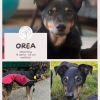Orea: Liebevolle Hundedame, Hündin zur Adoption