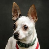 BERRY moechte sein Leben beginnen, Hund zur Adoption